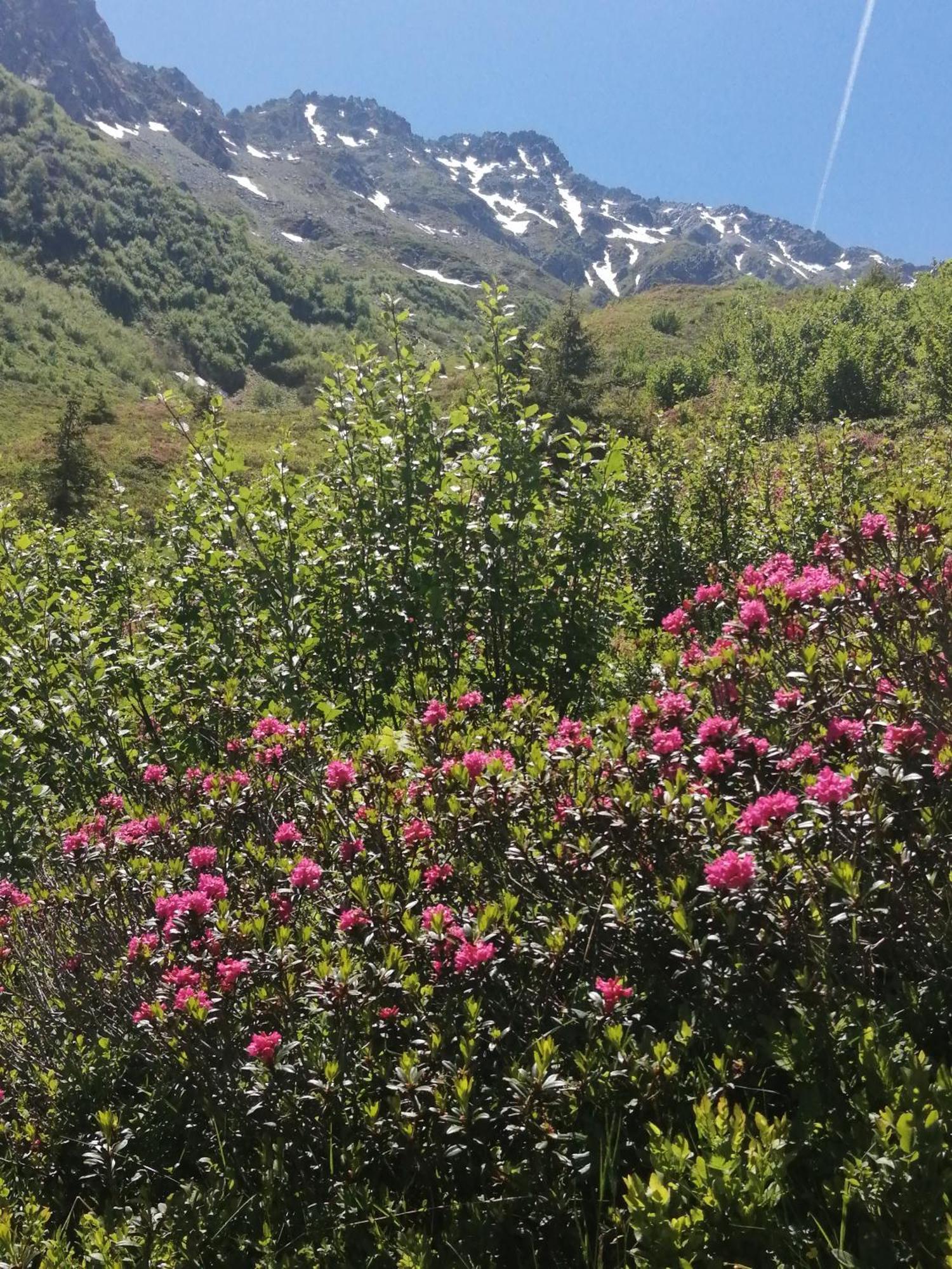 Superbe Studio Aux 7 Laux La Ferriere  ภายนอก รูปภาพ